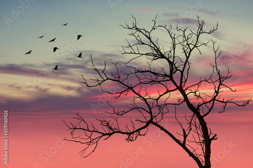 The treetops and the beautiful sky at sunset