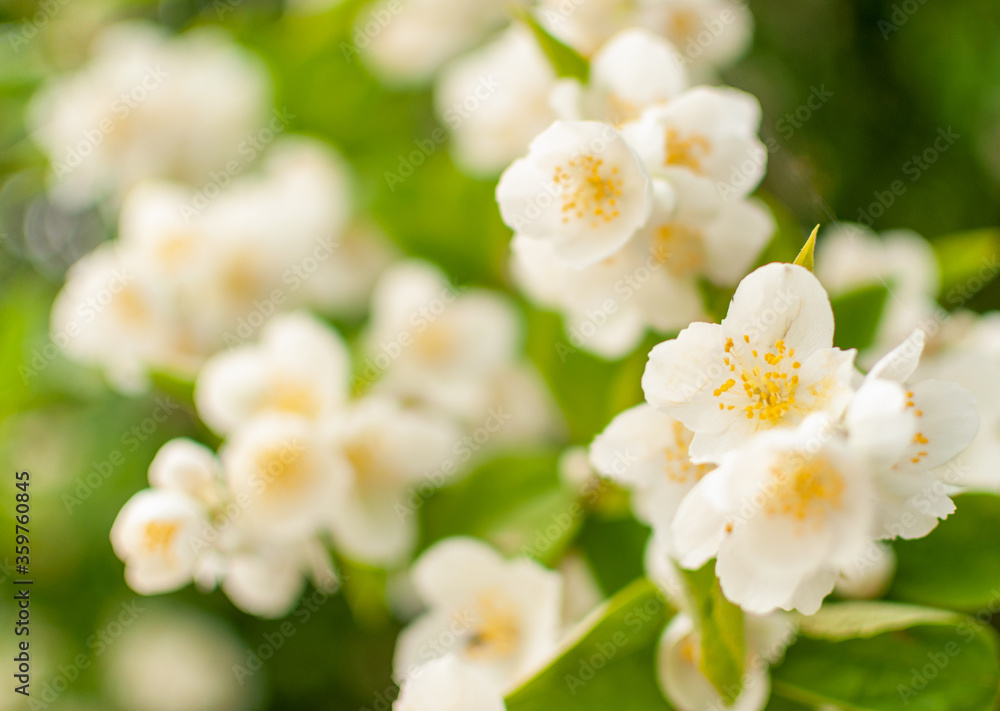 White blooming Jasmine flowers on spring sunny day. Philadelphus. White blooming Jasmine flowers on spring sunny day. Philadelphus.