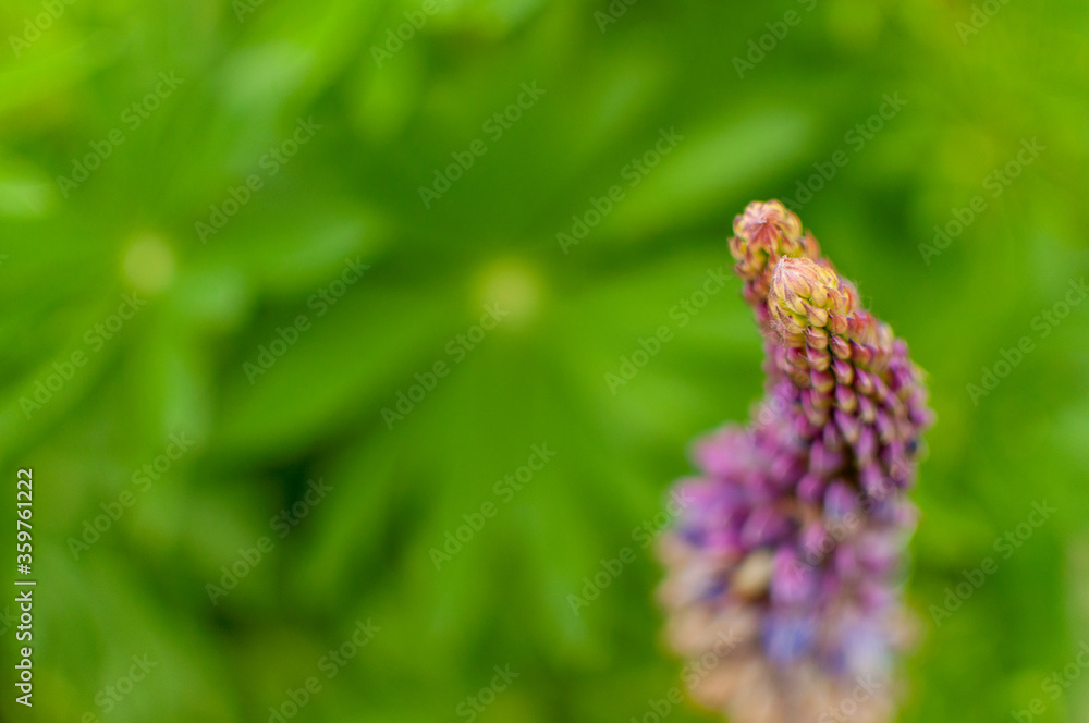 Blooming violet Lupine flower on green blurred leafy background with space for text. Lupinus polyphyllus. Blooming violet Lupine flower on green blurred leafy background with space for text. Lupinus polyphyllus.