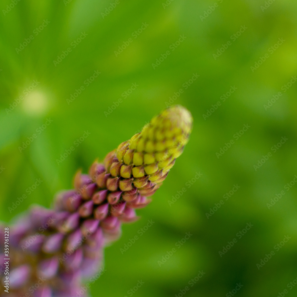 Blooming violet Lupine flower on green blurred background. Lupinus polyphyllus. Blooming violet Lupine flower on green blurred background. Lupinus polyphyllus.