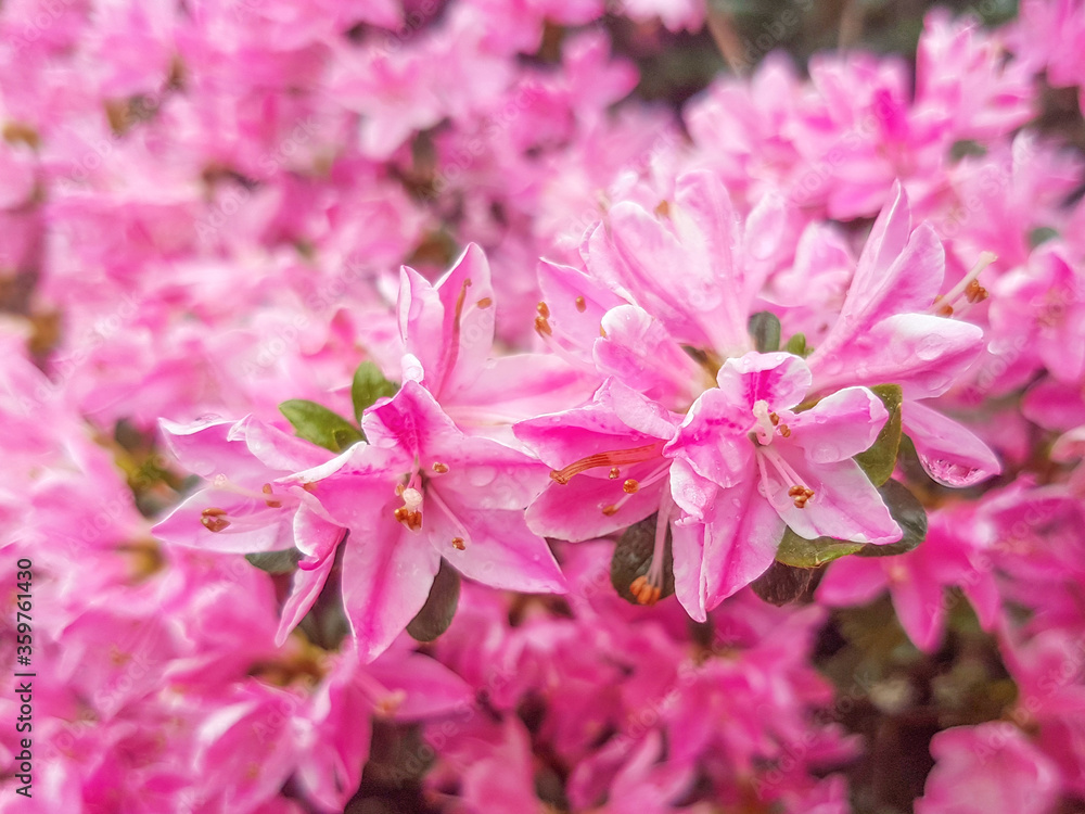 Alpine rose (in german Rostblättrige Alpenrose also Rostrote Alpenrose