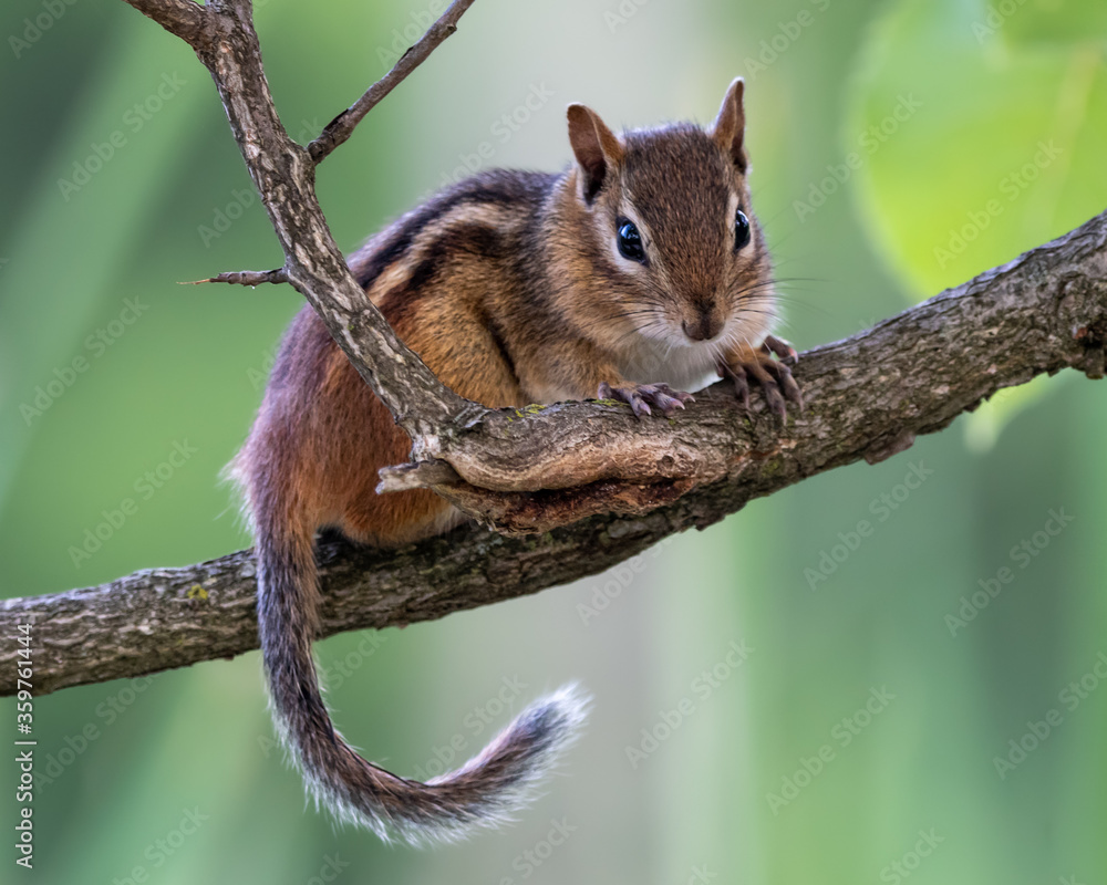 Eastern chipmunk resting on a branch with curled tail hanging down against a blurred green background Eastern chipmunk resting on a branch with curled tail hanging down against a blurred green background