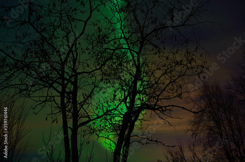 vibrant aurora borealis, northern lights over forest and trees in the arctic winter night © Arcticphotoworks