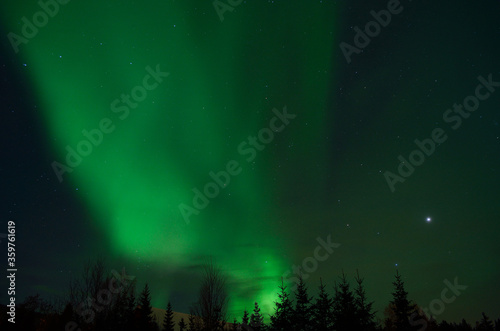 vibrant aurora borealis  northern lights over forest and trees in the arctic winter night