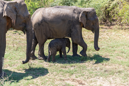 Close up of elephant family with a newborn baby elephant in a National Park of Sri Lanka