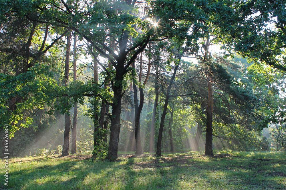 wild forest in the rays of the rising sun wild forest in the rays of the rising sun