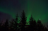 vibrant aurora borealis, northern lights over forest and trees in the arctic winter night