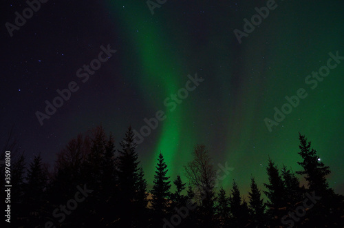 vibrant aurora borealis, northern lights over forest and trees in the arctic winter night © Arcticphotoworks