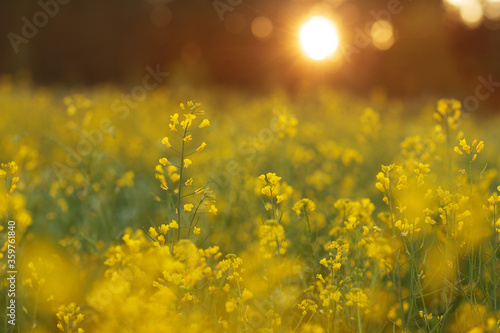 field of yellow flowers