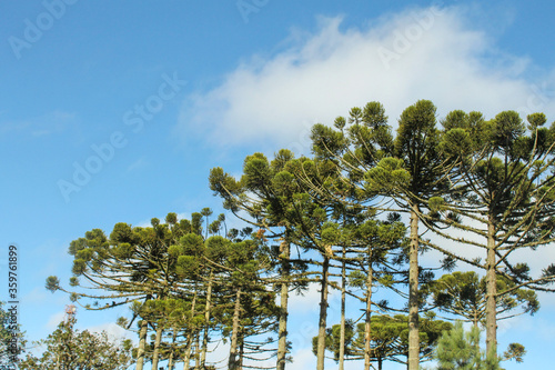 Silhouettes of araucaria trees in a sunny day.