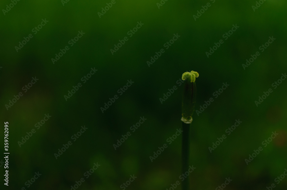 Tulip pistill with no petals on dark green blurred background. Tulipa Triumph. Tulip pistill with no petals on dark green blurred background. Tulipa Triumph.