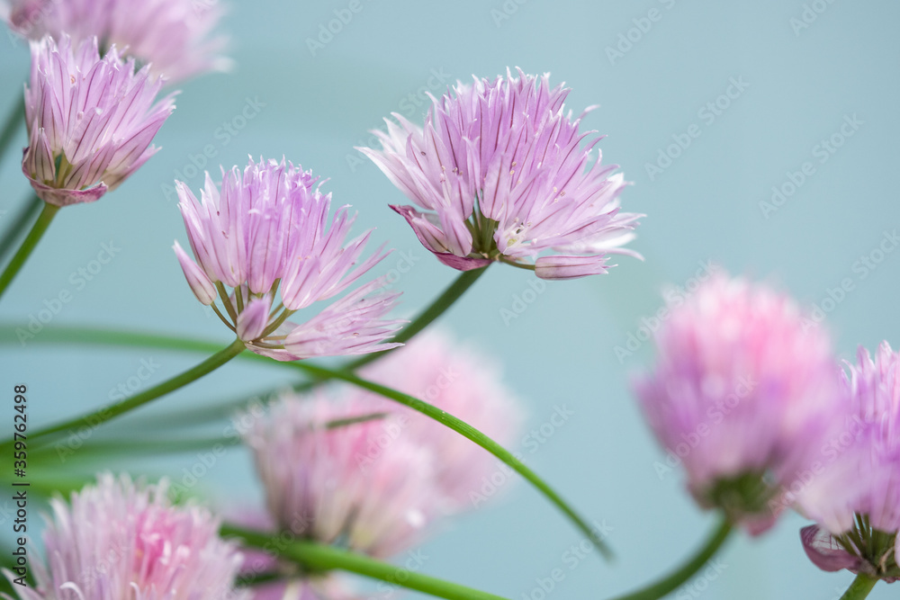 close up of pink flower close up of pink flower