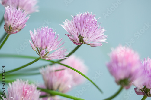 close up of pink flower