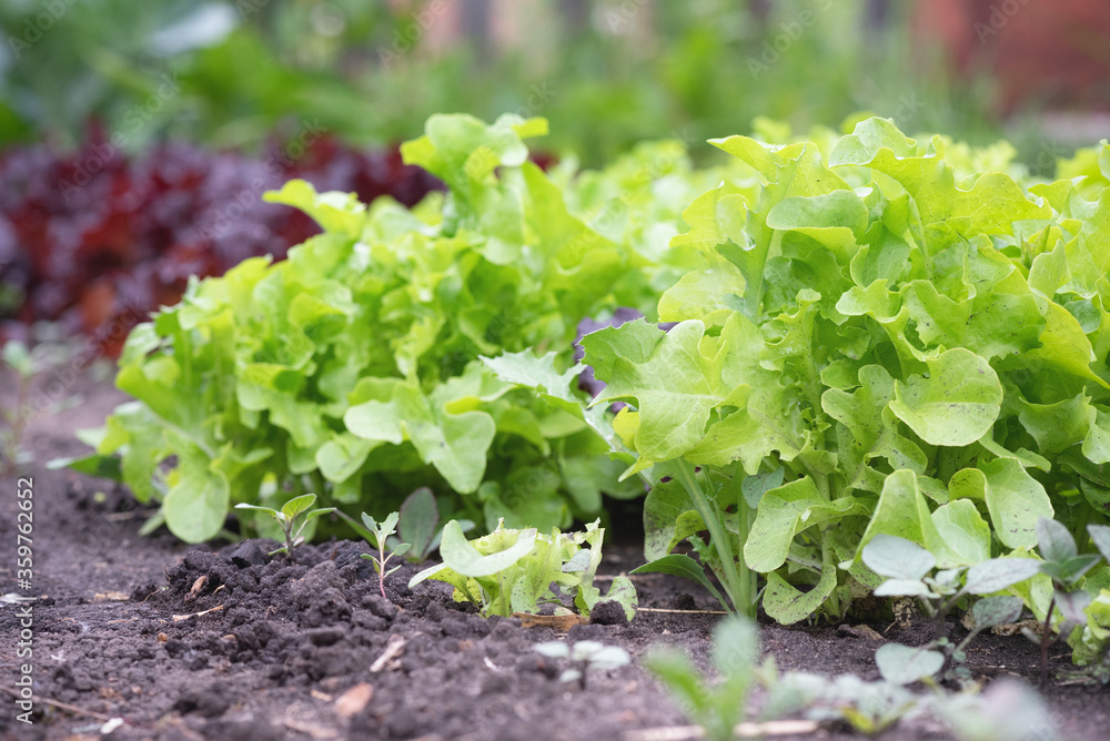 Lettuce leaves on a garden bed in the garden. Lettuce leaves on a garden bed in the garden.