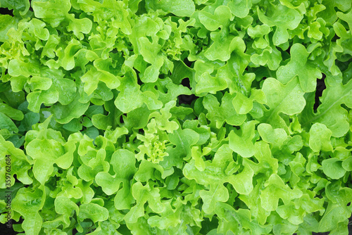Lettuce leaves on a garden bed in the garden.