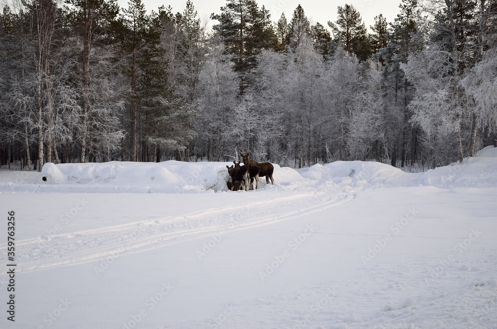 moose mother and two calfs feeding on hay bale in extreme cold snowy winter with frost covered forest in background moose mother and two calfs feeding on hay bale in extreme cold snowy winter with frost covered forest in background