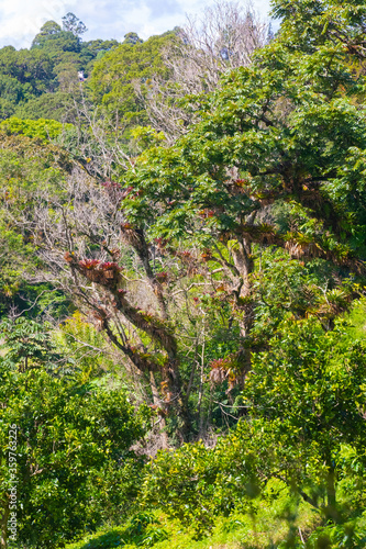 Costa Rica tropical rain forest © Marco