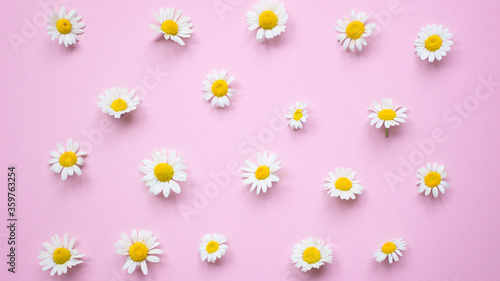 Chamomile pattern. Flat lay spring and summer daisy flowers on a pink background. Top view. Repetition concept. Fresh floral camomile composition of white flowers with yellow heart © Parten