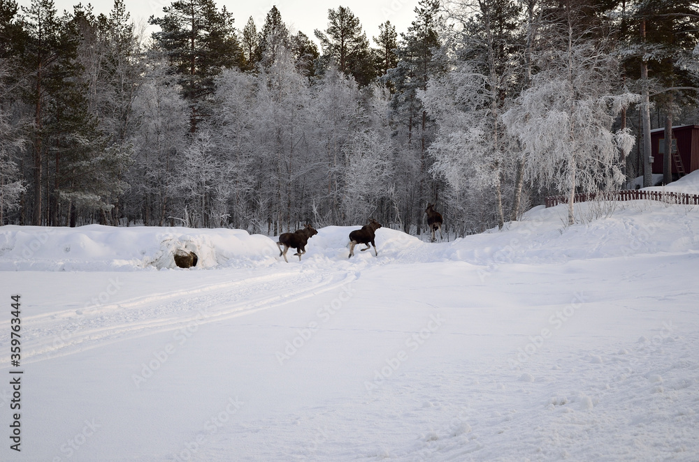 Fototapeta premium moose mother and two calfs running into the frost covered forest in the arctic circle