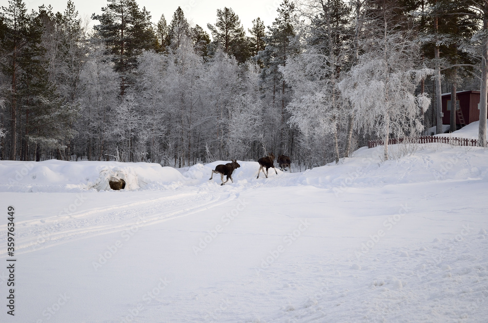 Fototapeta premium moose mother and two calfs running into the frost covered forest in the arctic circle