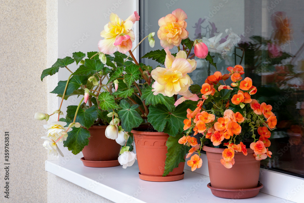 Different types of begonias with lush bright flowers in pots on the balcony