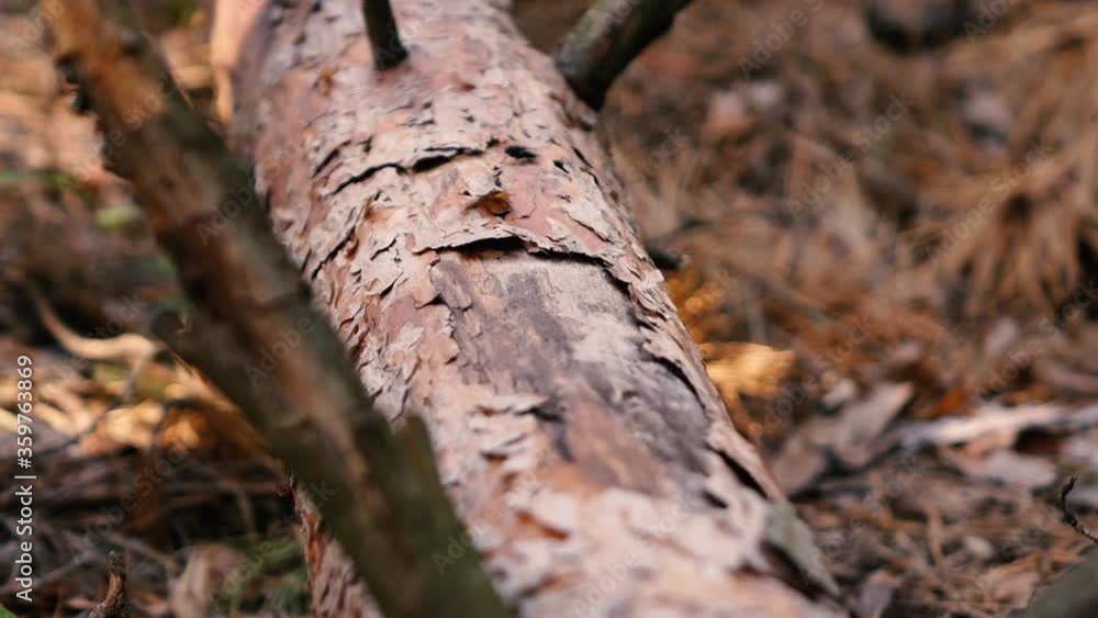 a man cuts down a fallen pine tree with an axe a man cuts down a fallen pine tree with an axe