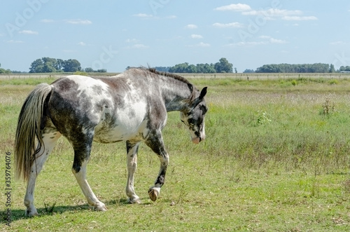 Overo horse walking in the field on a sunny day