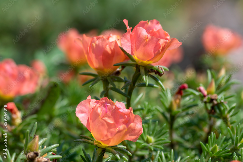 Portulaca grandiflora moss-rose flowering plant, pale pink orange color rock rose purslane flowers in bloom Portulaca grandiflora moss-rose flowering plant, pale pink orange color rock rose purslane flowers in bloom