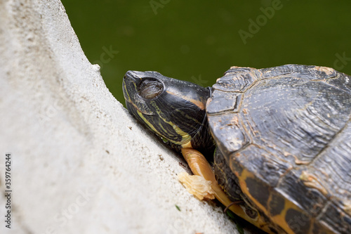 Yellow-bellied slider turtle resting (Trachemys scripta scripta)