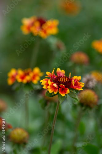 Gaillardia aristata flowering wild plant, red and yellow blanketflower in bloom
