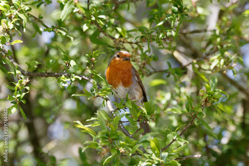 A robin perched in a tree.