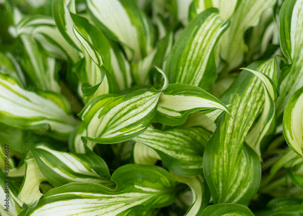 Plant background from fresh green hosta leaves. Plant background from fresh green hosta leaves.