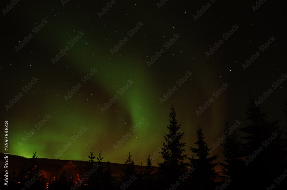Beautiful aurora borealis, northern light on the night sky with tree in front