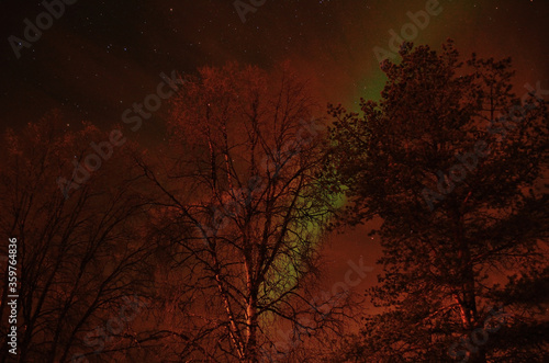 Beautiful aurora borealis  northern light on a fire red sky with trees in front