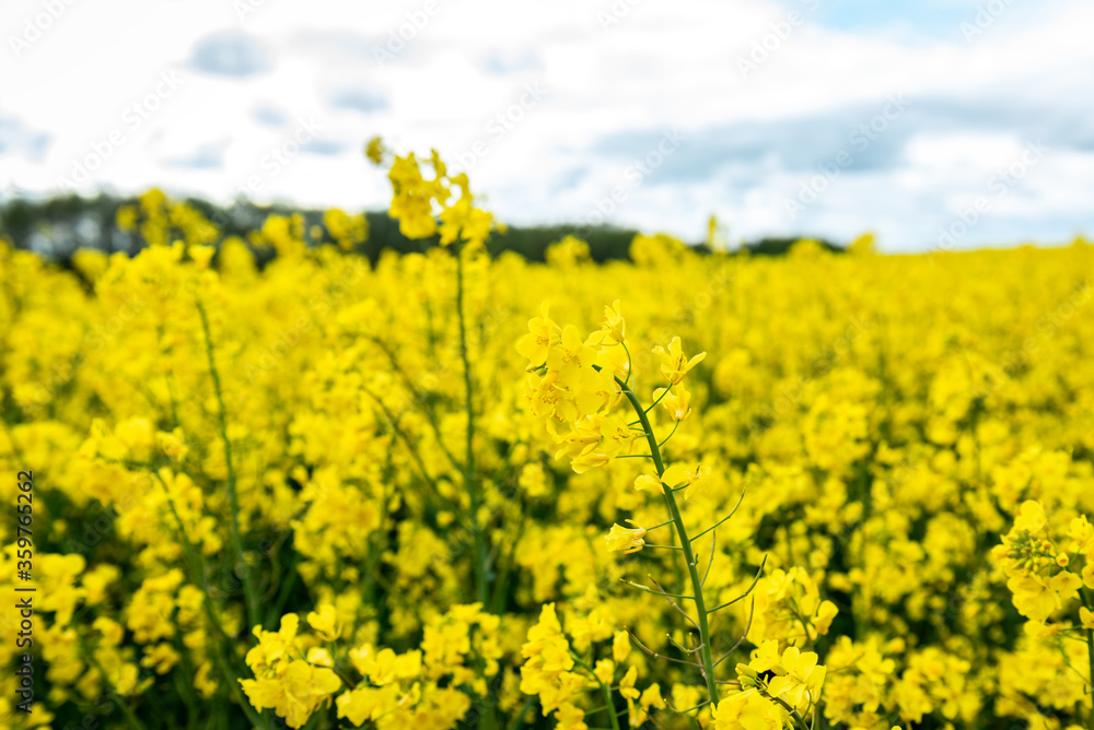 Blooming rapeseed field in spring. Sunny field of rape. Blooming rapeseed field in spring. Sunny field of rape.