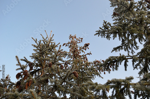 vibrant green spruce tree forest with brown cones covered in thick frost in the winter