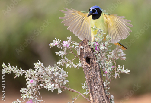 Beautiful Green Jay in southern Texas USA © Dennis Donohue