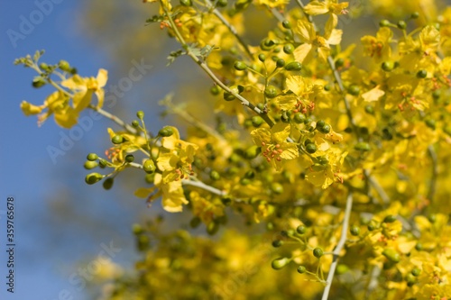 Numerous yellow blossoms of Blue Palo Verde, Parkinsonia Florida, Fabaceae, native tree in the periphery of Twentynine Palms, Southern Mojave Desert, Springtime.