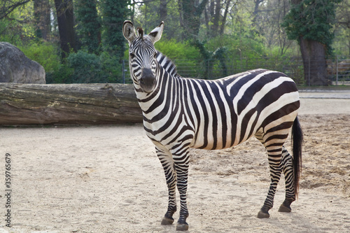 Graceful zebra in the city zoo looks ahead 