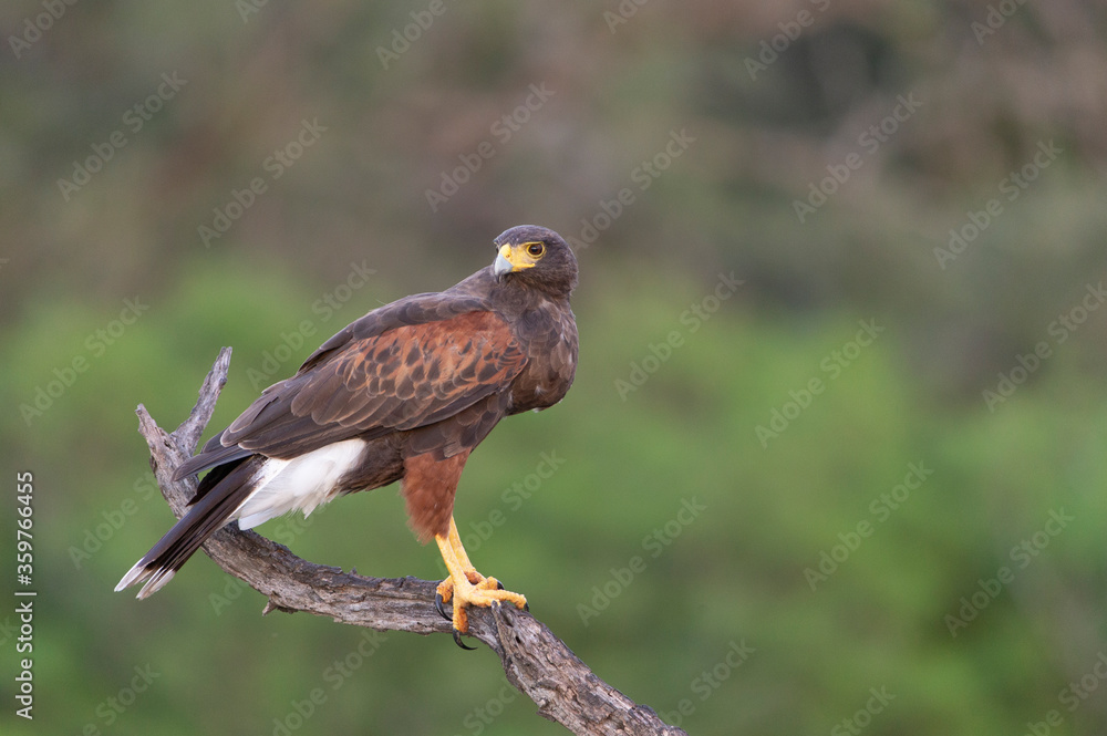 Fototapeta premium Harris Hawk in Southern Texas