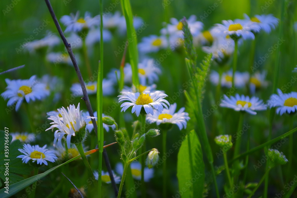 Naklejka bunch white daisy flowers in green grass on the meadow