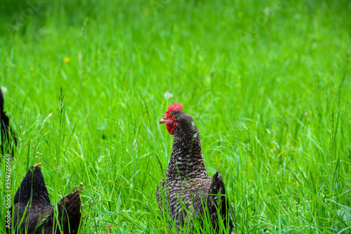 Poules