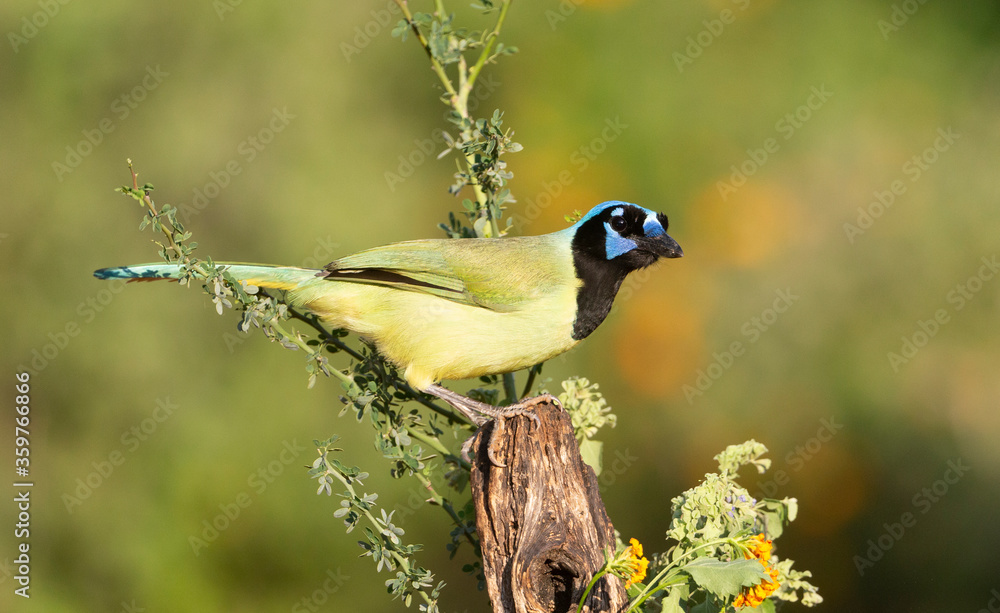 Obraz premium Beautiful Green Jay in southern Texas USA