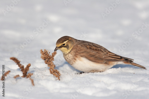 Horned Lark in Snow covered field