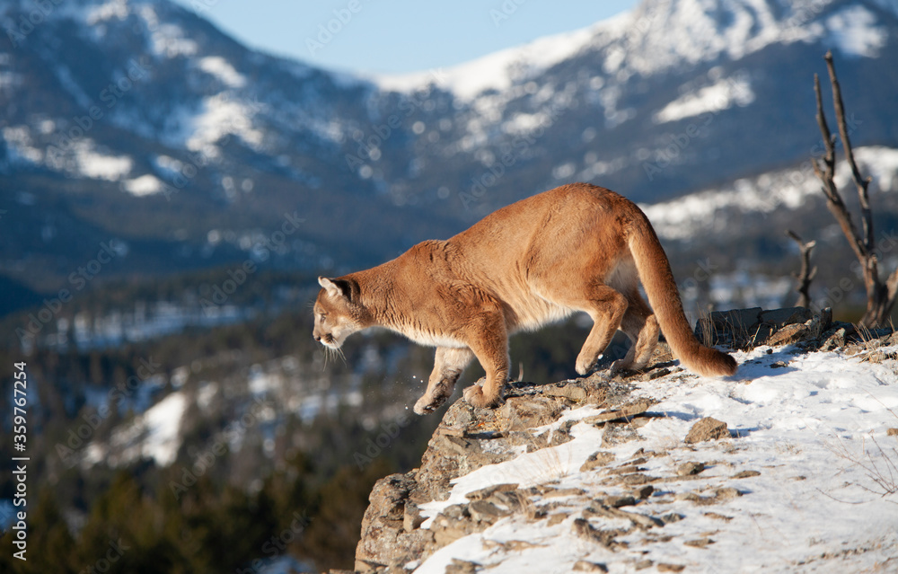 Naklejka premium Mountain Lion in Montana Wilderness