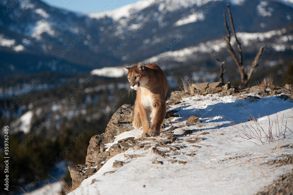 Obraz premium Mountain Lion in Montana Wilderness