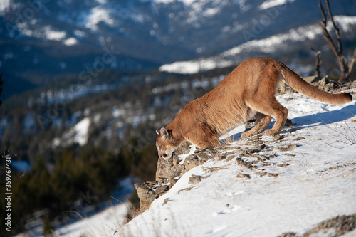 Mountain Lion in Montana Wilderness