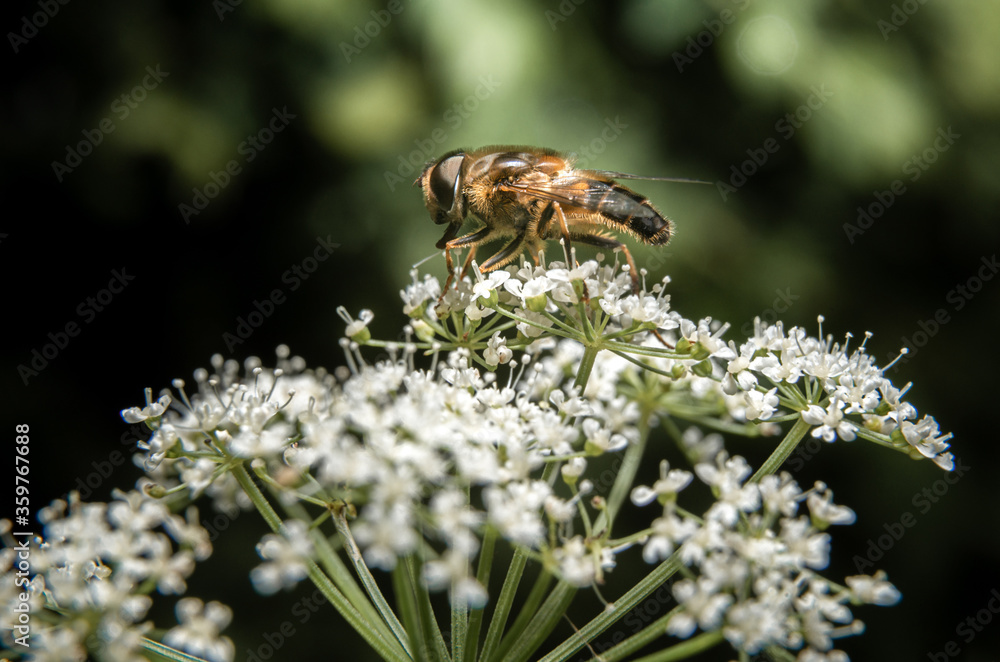 Gadfly perched on a flower. Flying insects concept. Biting fly, painful bites, horse bittern. Allergic reaction to a bug bite. Gadfly perched on a flower. Flying insects concept. Biting fly, painful bites, horse bittern. Allergic reaction to a bug bite.