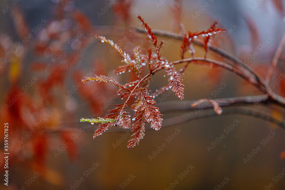 Natural pattern of coniferous tree with drops after rain Natural pattern of coniferous tree with drops after rain