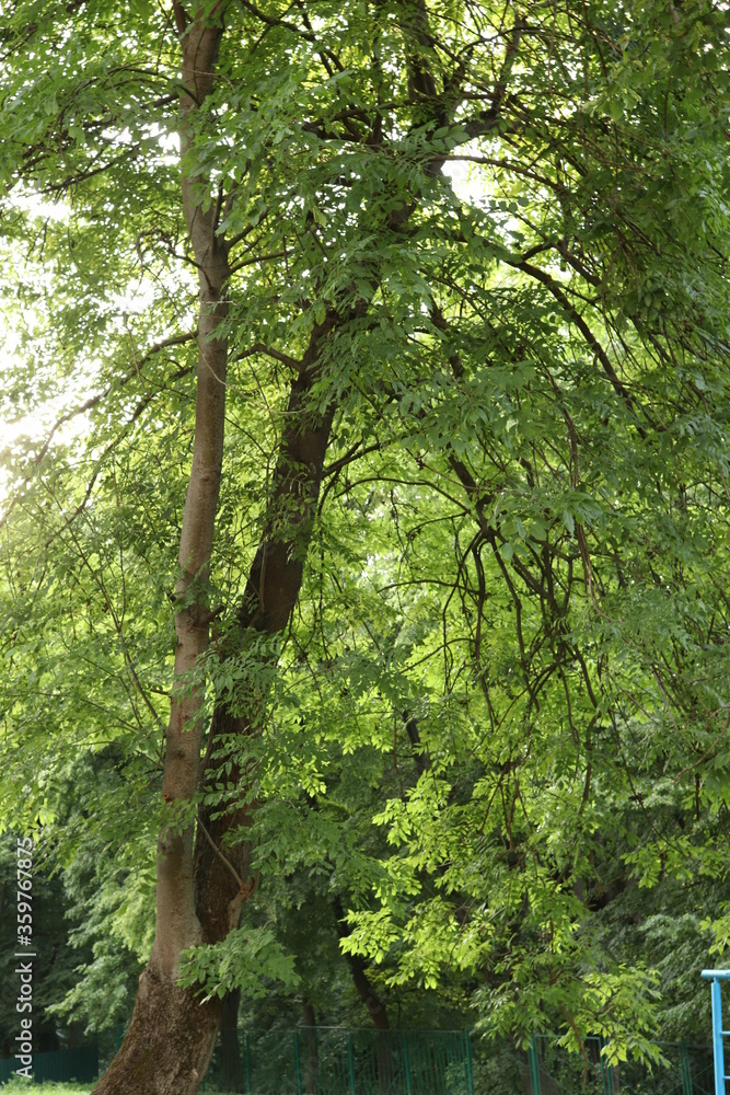 green trees in the forest in summer green trees in the forest in summer